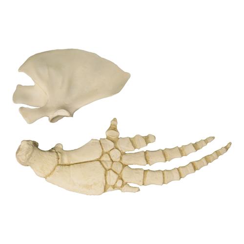 Pectoral fin bones